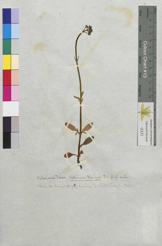 Valeriana dioica (Valerianaceae)