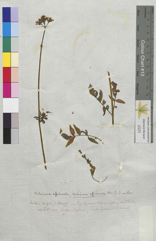 Valeriana officinalis (Valerianaceae)