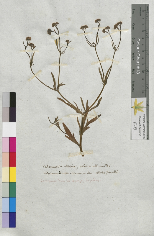 Valerianella olitoria (Valerianaceae)