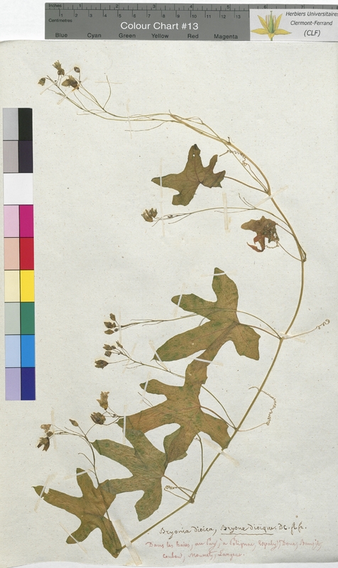 Bryonia dioica (Cucurbitaceae)