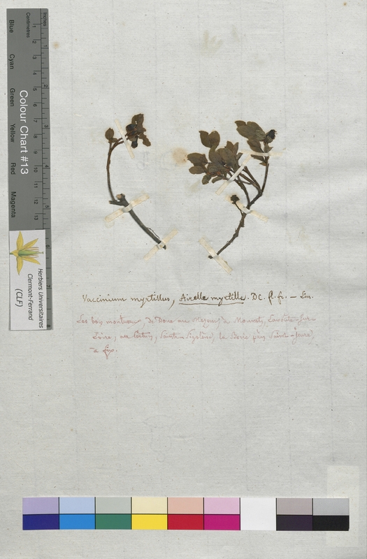 Vaccinium myrtillus (Ericaceae)
