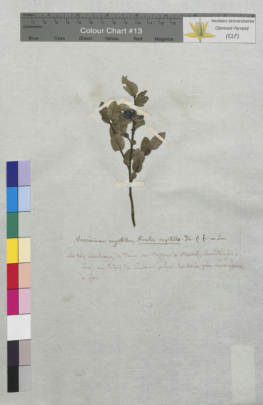 Vaccinium myrtillus (Ericaceae)