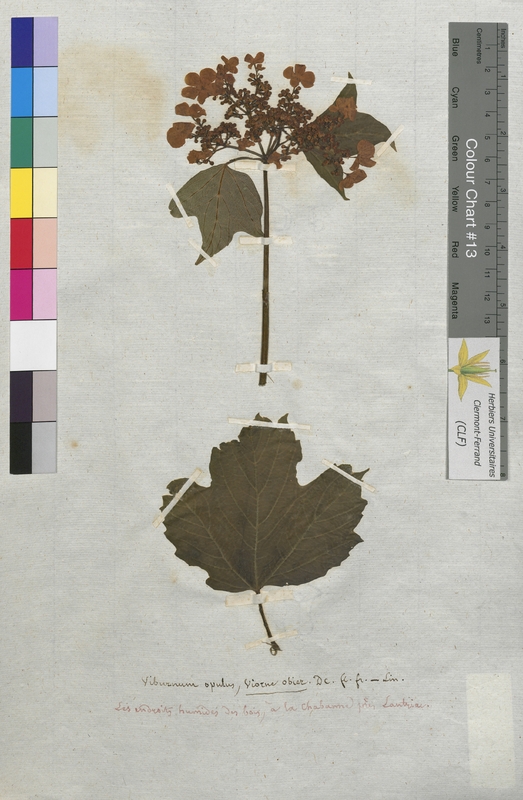 Viburnum opulus (Caprifoliaceae)