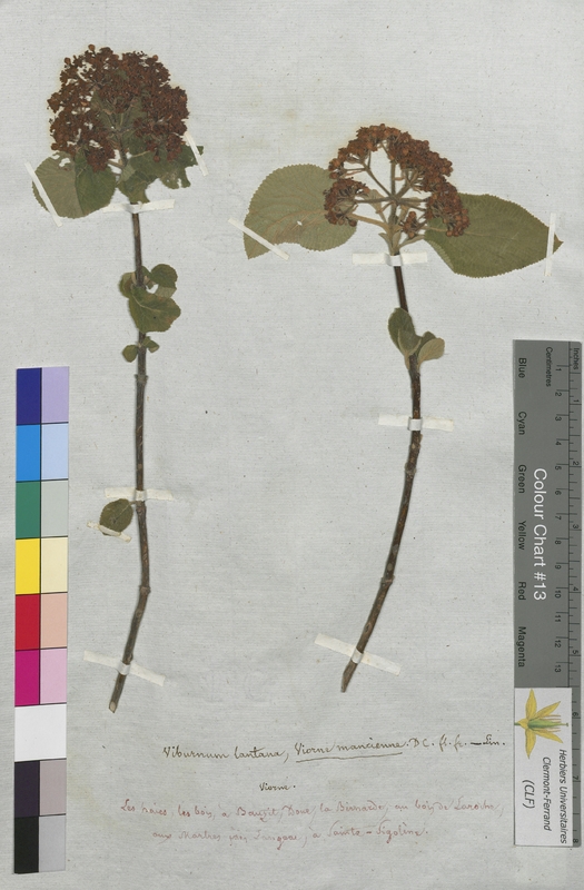 Viburnum lantana (Caprifoliaceae)