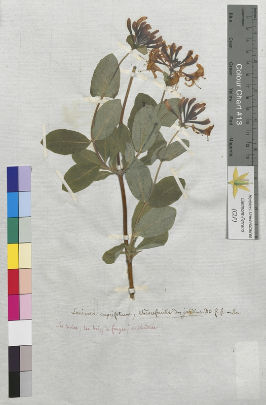 Lonicera caprifolium (Caprifoliaceae)