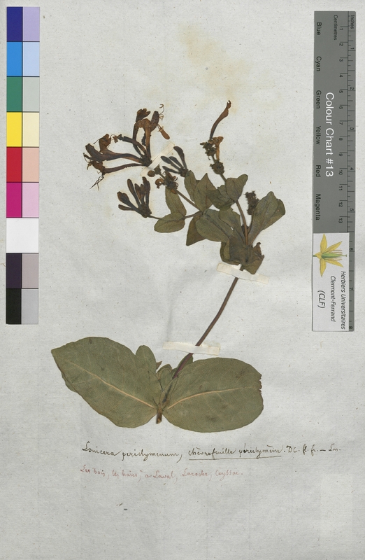 Lonicera periclymenum (Caprifoliaceae)