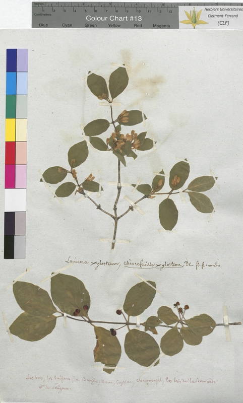 Lonicera xylosteum (Caprifoliaceae)