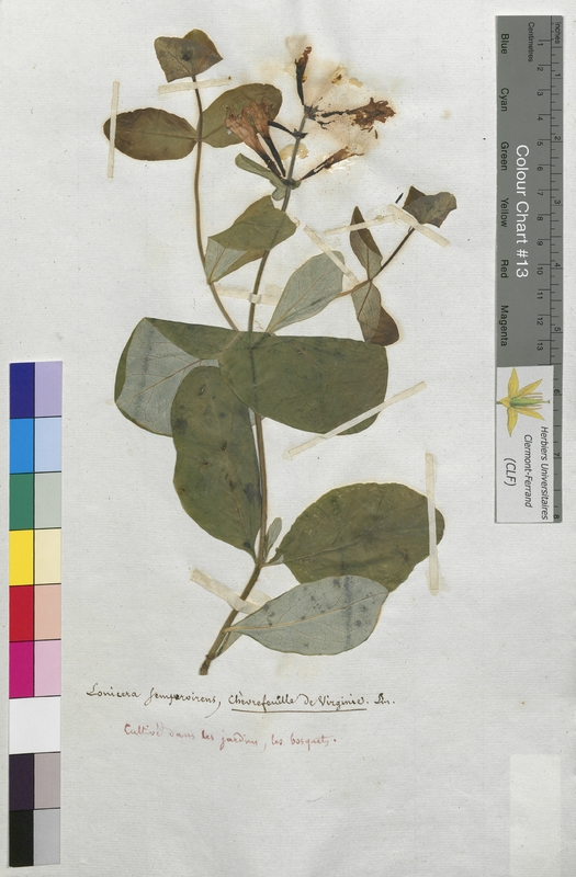 Lonicera sempervirens (Caprifoliaceae)