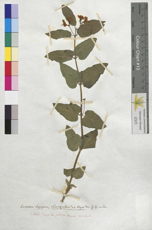 Lonicera alpigena (Caprifoliaceae)