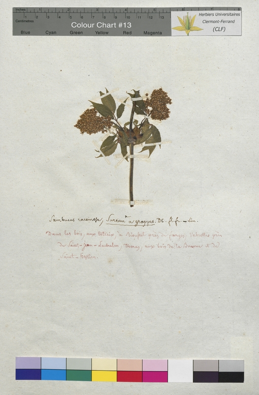 Sambucus racemosa (Caprifoliaceae)