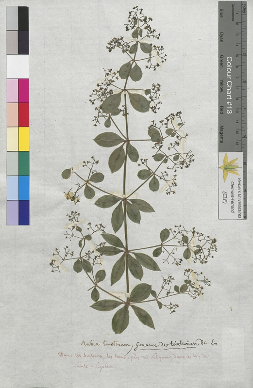 Rubia tinctorum (Rubiaceae)