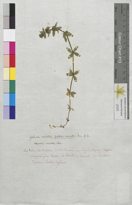 Galium cruciata (Rubiaceae)