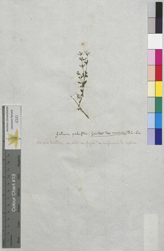 Galium palustre (Rubiaceae)