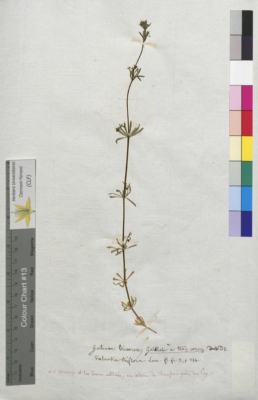 Galium tricorne (Rubiaceae)