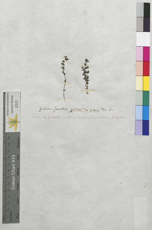 Galium saxatile (Rubiaceae)