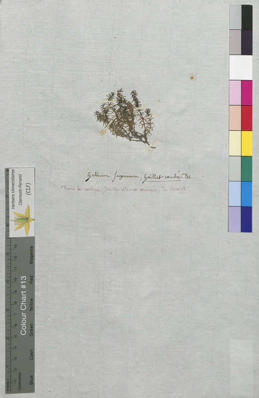 Galium supinum (Rubiaceae)