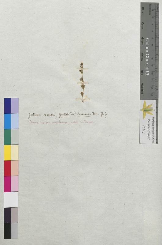 Galium bocconi (Rubiaceae)