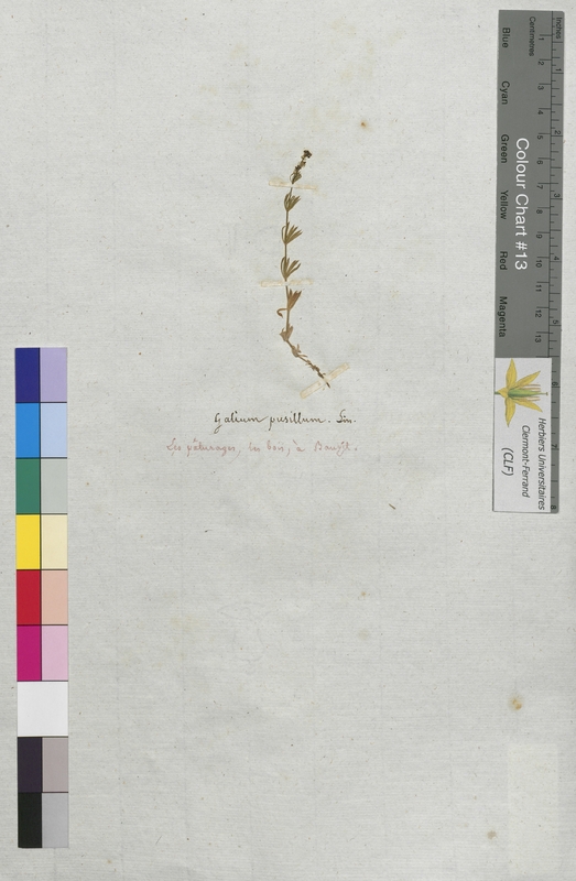 Galium pusillum (Rubiaceae)