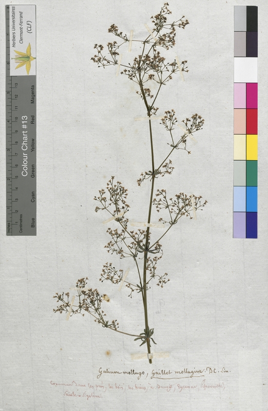Galium mollugo (Rubiaceae)
