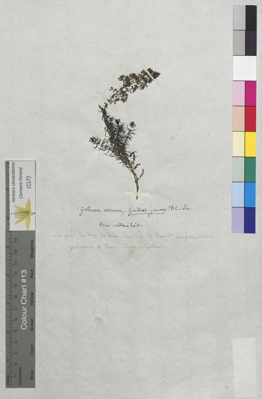 Galium verum (Rubiaceae)