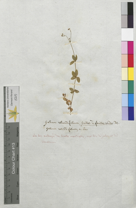 Galium rotundifolium (Rubiaceae)