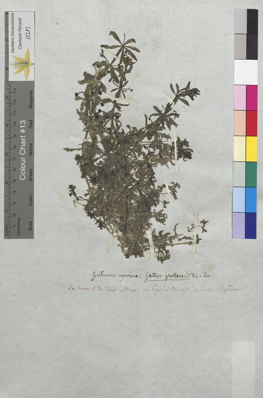 Galium aparine (Rubiaceae)