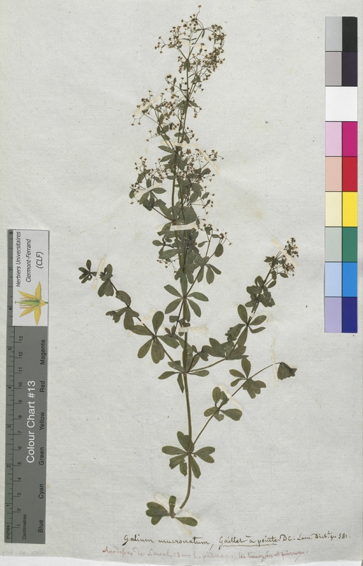 Galium mucronatum (Rubiaceae)