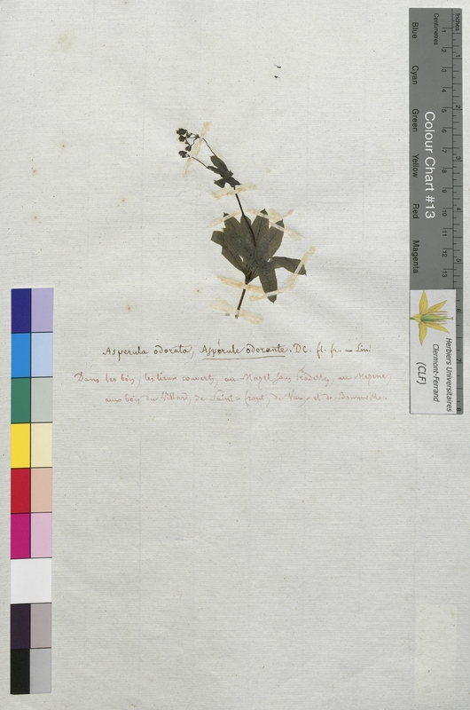 Asperula odorata (Rubiaceae)