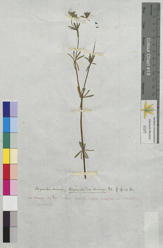 Asperula arvensis (Rubiaceae)