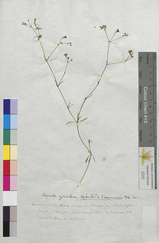 Asperula cynanchica (Rubiaceae)