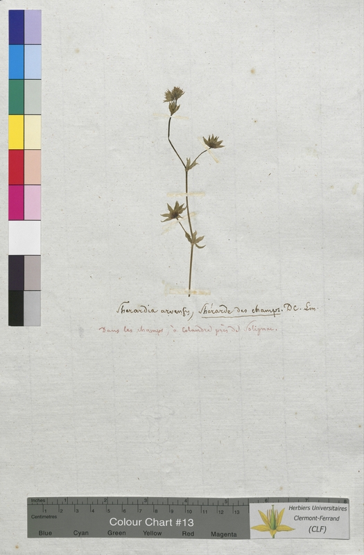 Sherardia arvensis (Rubiaceae)