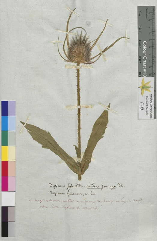 Dipsacus sylvestris (Dipsacaceae)