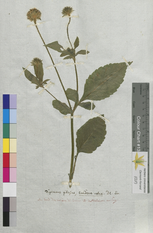 Dipsacus pilosus (Dipsacaceae)