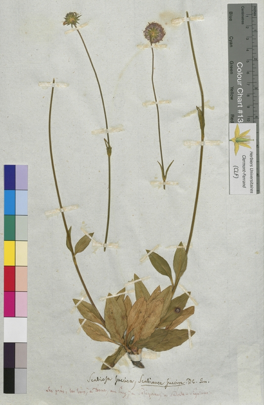 Scabiosa succisa (Dipsacaceae)