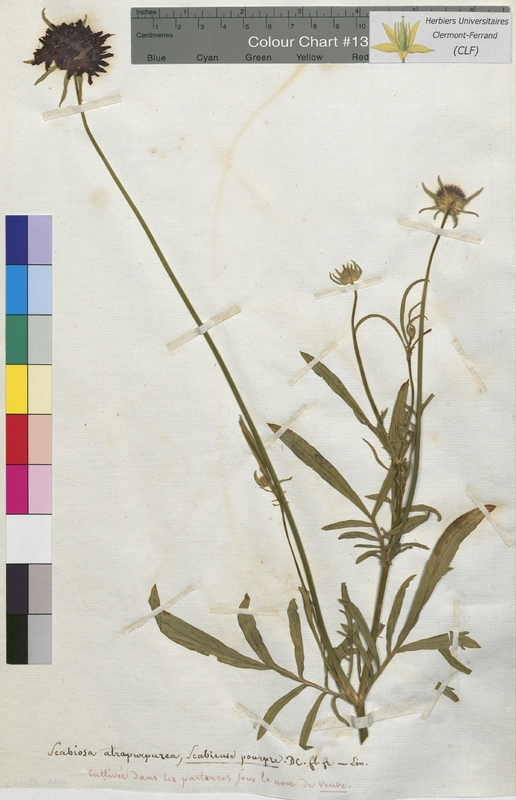 Scabiosa atropurpurea (Dipsacaceae)