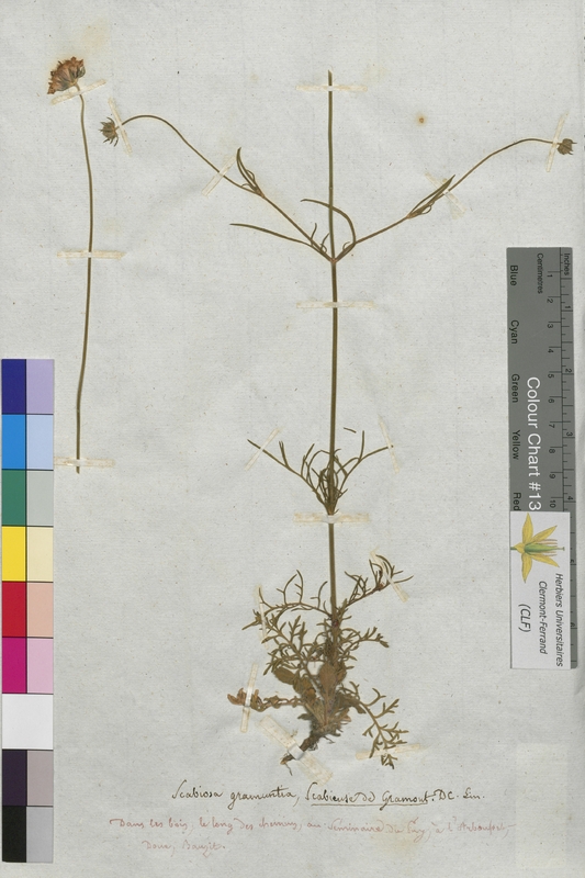 Scabiosa gramuntia (Dipsacaceae)