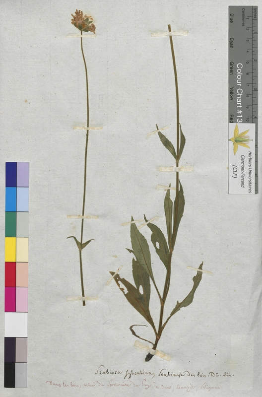 Scabiosa sylvatica (Dipsacaceae)