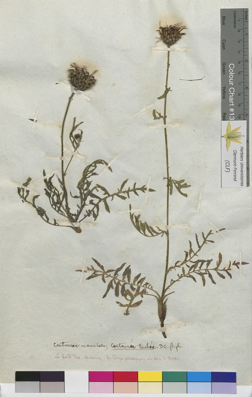 Centaurea maculosa (Asteraceae)