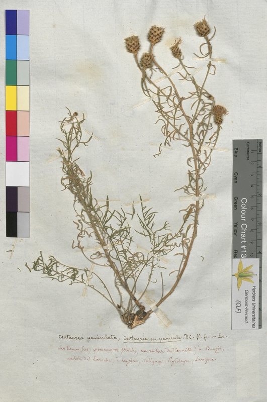 Centaurea paniculata (Asteraceae)