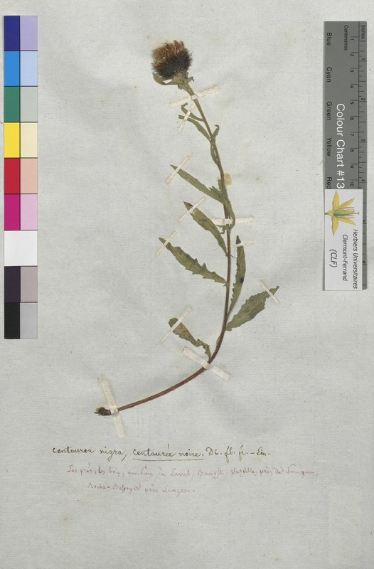 Centaurea nigra (Asteraceae)
