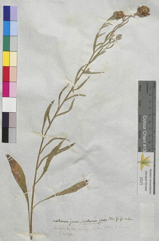 Centaurea jacea (Asteraceae)