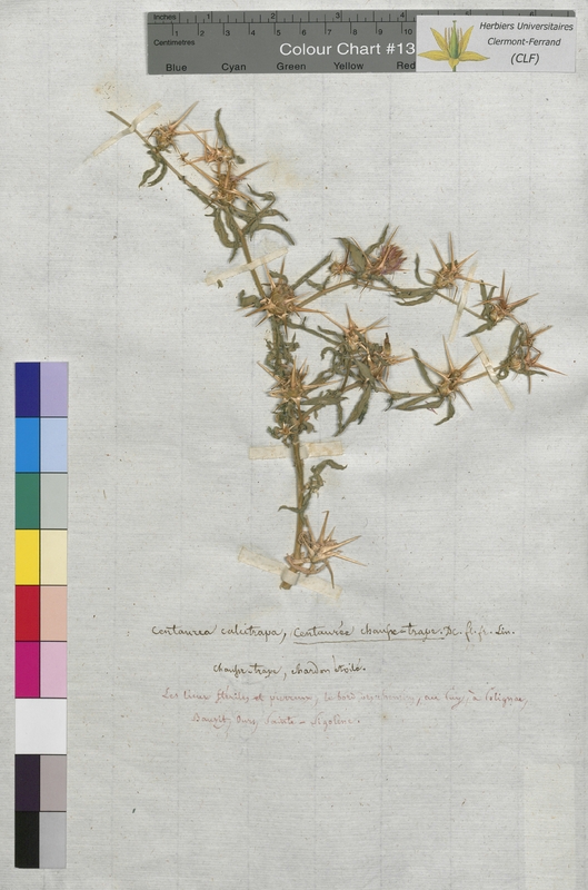 Centaurea calcitrapa (Asteraceae)