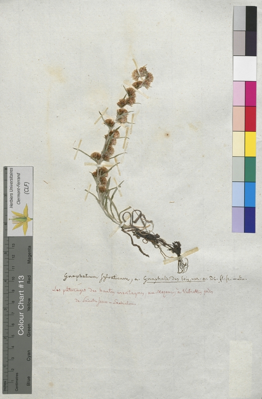 Gnaphalium sylvaticum (Asteraceae)