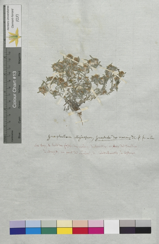 Gnaphalium uliginosum (Asteraceae)