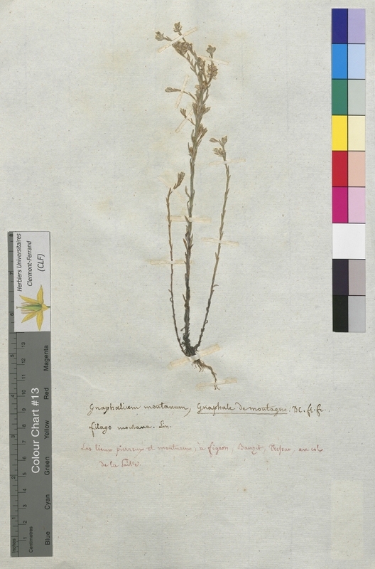 Gnaphalium montanum (Asteraceae)