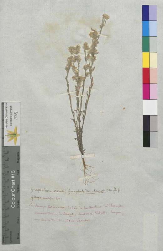 Gnaphalium arvense (Asteraceae)