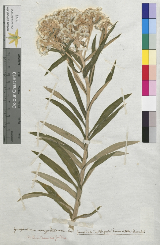 Gnaphalium margaritaceum (Asteraceae)