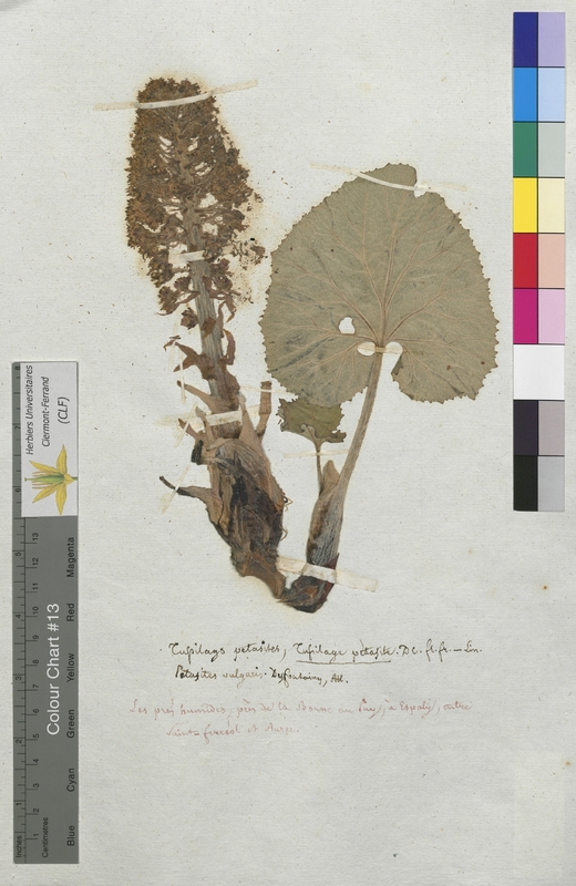 Tussilago petasites (Asteraceae)