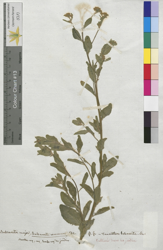 Balsamita major (Asteraceae)