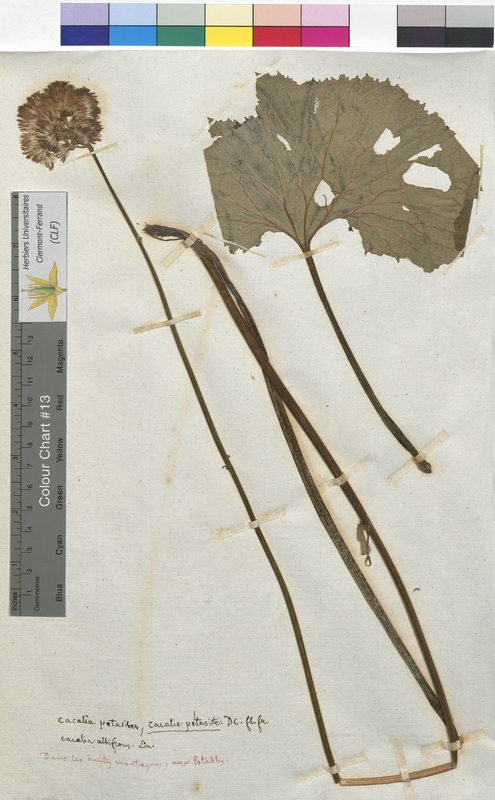 Cacalia petasites (Asteraceae)